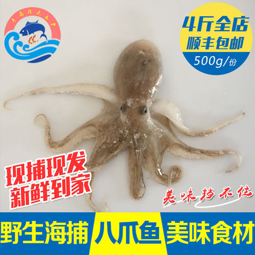 野生小章鱼鲜活迷你章鱼包邮海鲜
