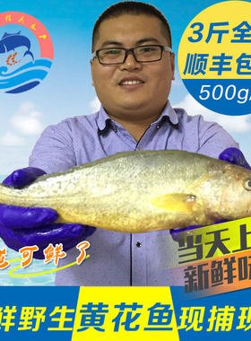 海捕黄花鱼深海海鱼顺丰包邮新鲜鱼类海鲜冷冻水产野生当天大黄鱼