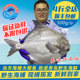 野生大鲳鱼新鲜平鱼银鲳鱼 鲜活海鲜冷冻水产海鱼镜鱼大白鲳鱼 包邮