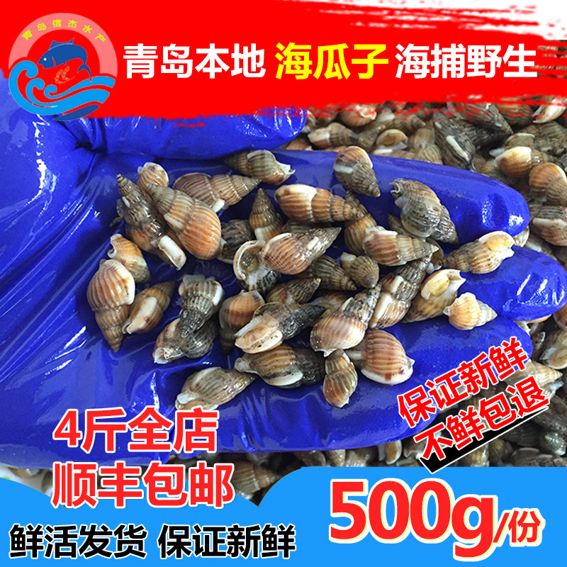 青岛信杰水产野生海螺丝新鲜海锥顺丰包邮鲜活海鲜海锥螺活海瓜子