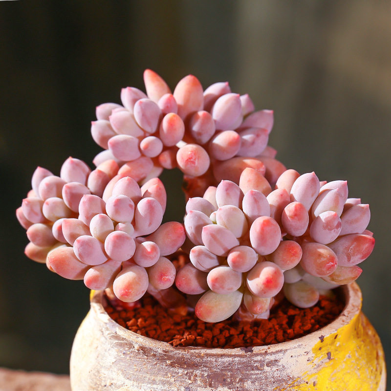 婴儿手指多肉植物花卉盆栽群生多头带盆室内稀有品种贵货多肉老桩