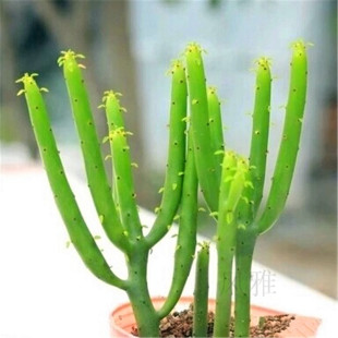 摇钱树 多肉植物光棍树 不含花盆防辐射肉肉植物 室内绿植盆景