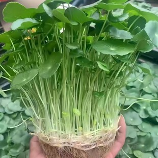 叶铜钱草水土养培鱼缸懒人根芽植物室内办公桌面盆栽四季常青