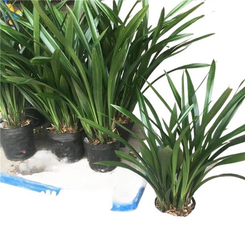 【耐寒】浓香型兰花苗室内盆栽兰花花卉墨兰建兰大花苞懒人花客厅