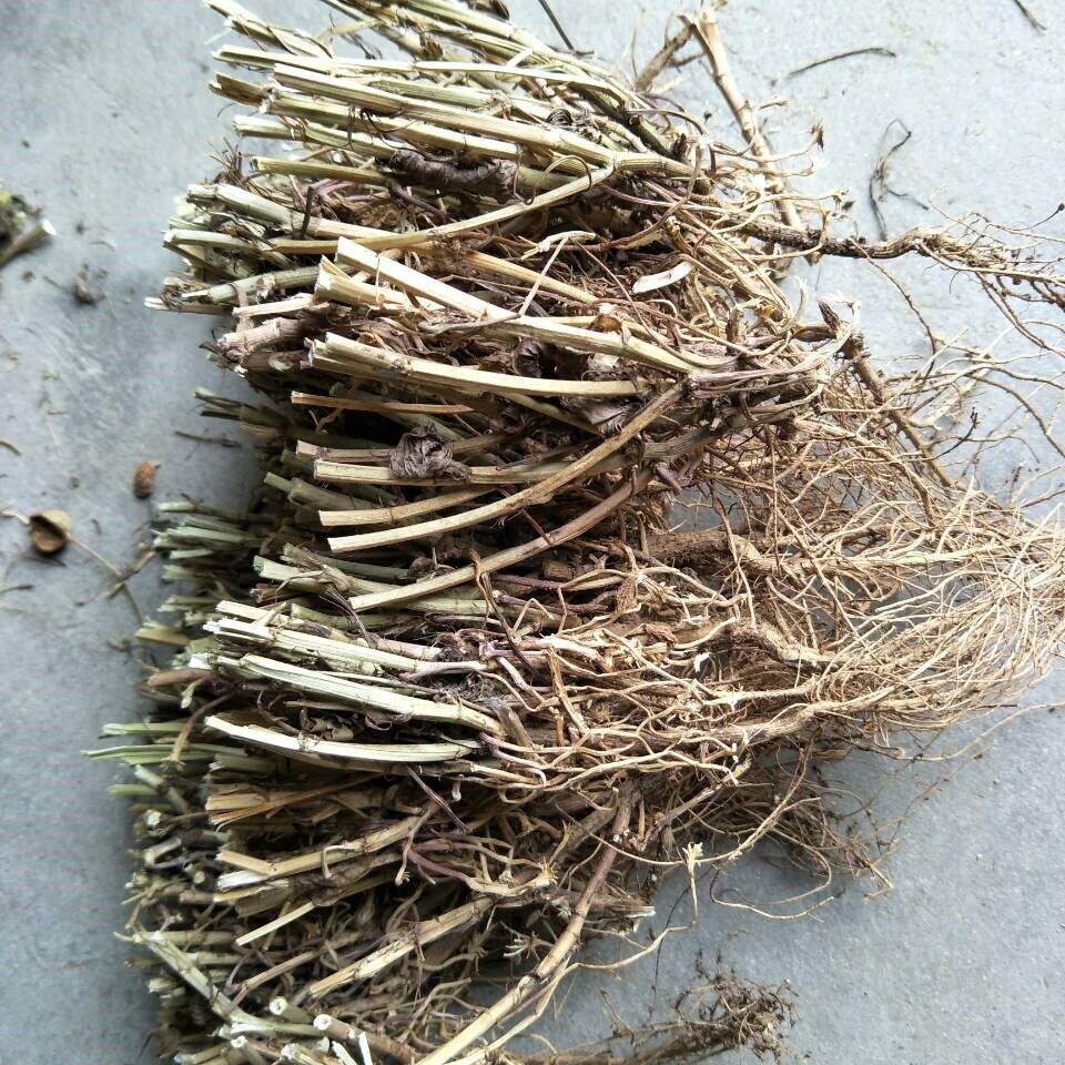 新花生根茎农作物秸秆花生梗茎根头1斤装农家自种包邮