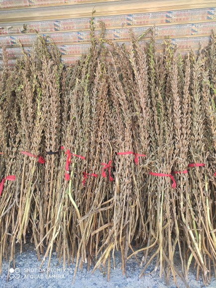 干芝麻杆子干树枝农家芝麻开花节节高搬家乔迁新居买什么摆件