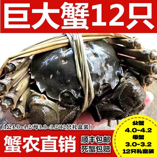 新鲜12只礼盒装梁子湖区大闸蟹