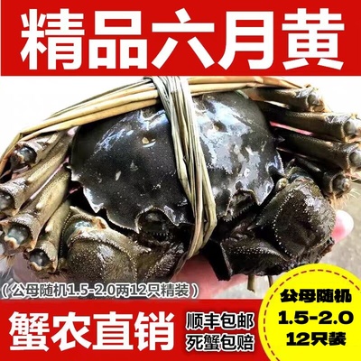 六月黄梁子湖区大闸蟹鲜活湖蟹香辣蟹12只装1.5-2.0两左右公母随