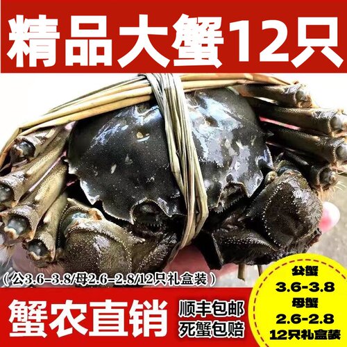 新鲜12只礼盒装梁子湖区大闸蟹