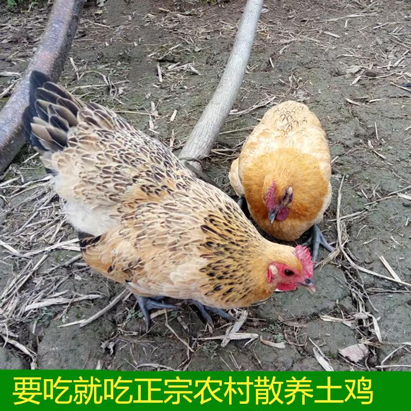 抱窝鸡活体到家乌鸡湖南土鸡农家散养老母鸡现杀正宗五黑鸡谷子鸡