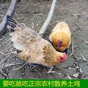 抱窝鸡活体到家乌鸡湖南土鸡农家散养老母鸡现杀正宗五黑鸡谷子鸡