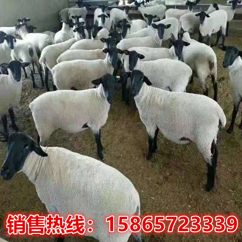 萨福克羊 萨福克怀孕母羊 萨福克种公羊 萨福克小羊羔 萨福克羊崽