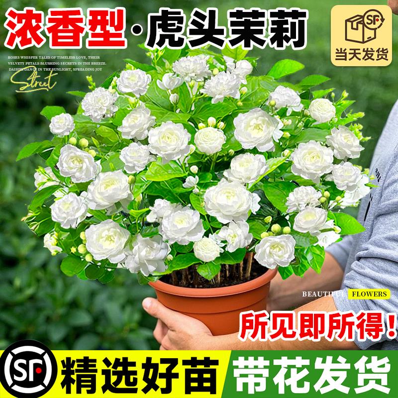 独杆虎头茉莉花苗盆栽四季好养活