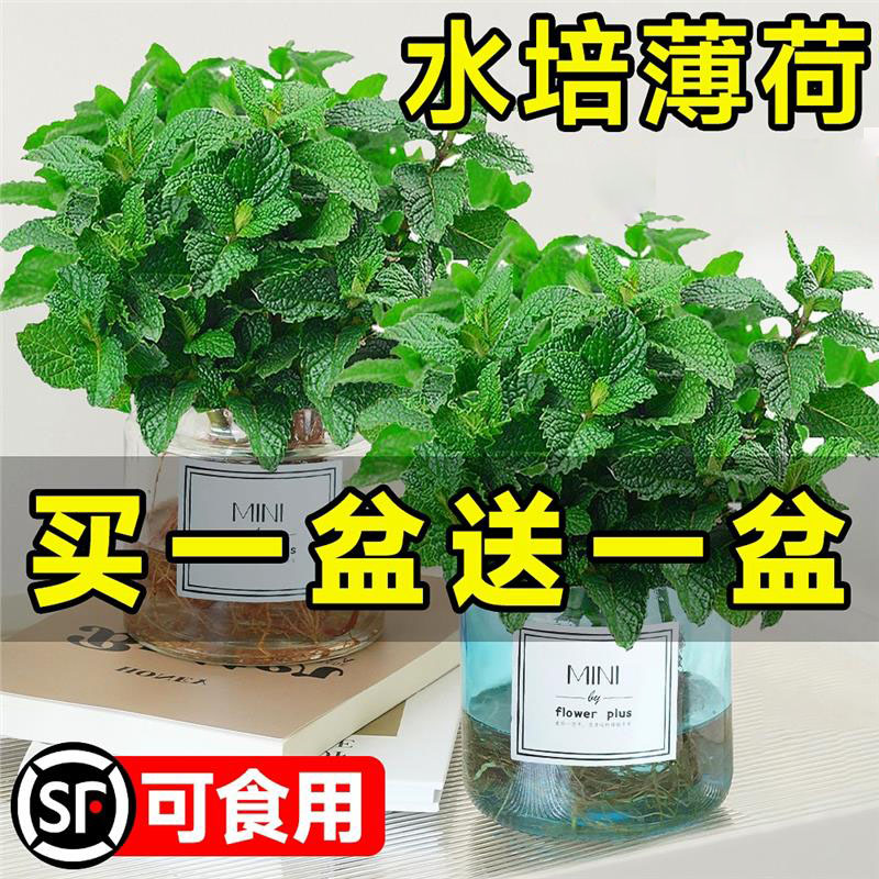 薄荷盆栽水培植物驱蚊可食