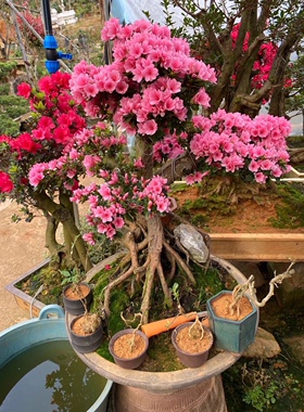 杜鹃花盆栽花卉植物室内四季开花鲜花带花苞树桩阳台绿植好养易活