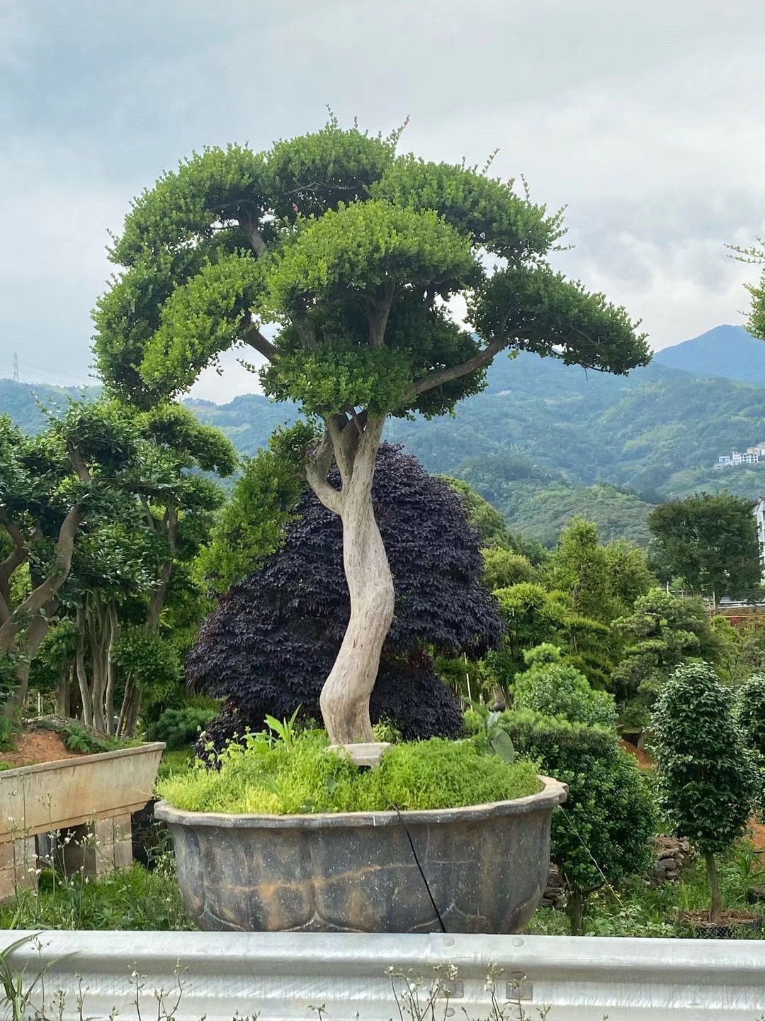 小叶赤楠红芽不落叶老桩造型盆景新手练手熟桩一物一拍赤楠盆景,鲜花速递/花卉仿真/绿植园艺,造型盆景,淘宝优惠券,粉丝福利购,淘宝优惠卷