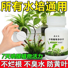 净水片免换水培植物通用鲜花保鲜消毒片水培植物专用营养液净水片