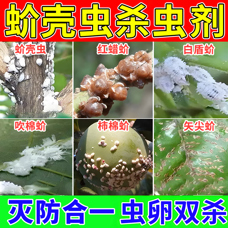 蚧壳虫杀虫剂灭木虱蚜虫红蜘蛛小白虫介壳多肉幸福树柿子树蚧必治