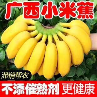 超甜糯广西高山新鲜水果小米蕉当季水果10斤整箱批发自然熟香蕉