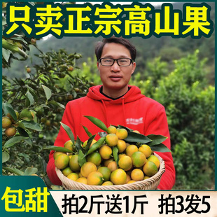 包邮 纯甜不酸 广西融安脆皮金桔新鲜 一级鲜果 水果柳州当季