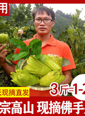现摘直发佛手柑佛手果