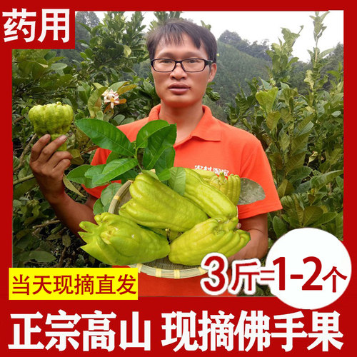 现摘直发佛手柑佛手果