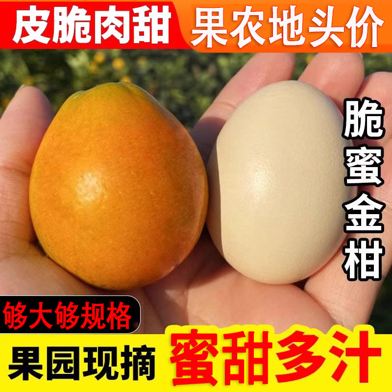 【今日正常发货中】脆蜜金柑