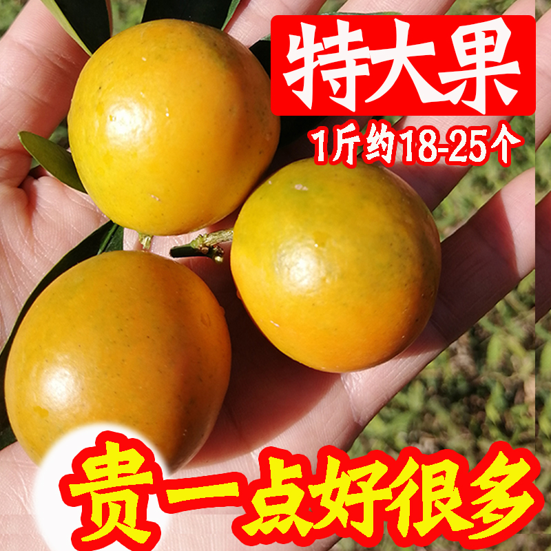 【双1活动中】脆皮金桔