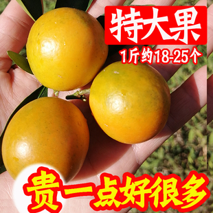 【纯甜不酸】广西融安滑皮金桔大果新鲜水果包邮一级荣安大果