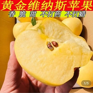 维纳斯黄金苹果山东烟台新鲜水果丑果脆甜多汁多糖产地直发