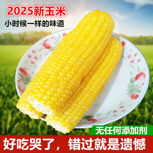2025年东北黄糯玉米新鲜甜糯玉米