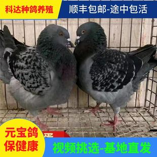元宝鸽正宗元宝鸽大体元宝鸽公斤鸽观赏鸽种鸽活物纯种元宝鸽
