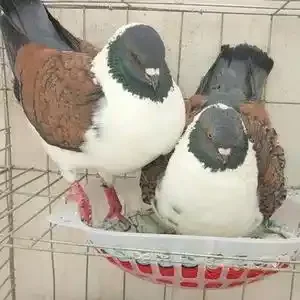 摩登那鸽子三色摩登那鸽正宗元宝鸽子精品细花淑女鸽观赏鸽子