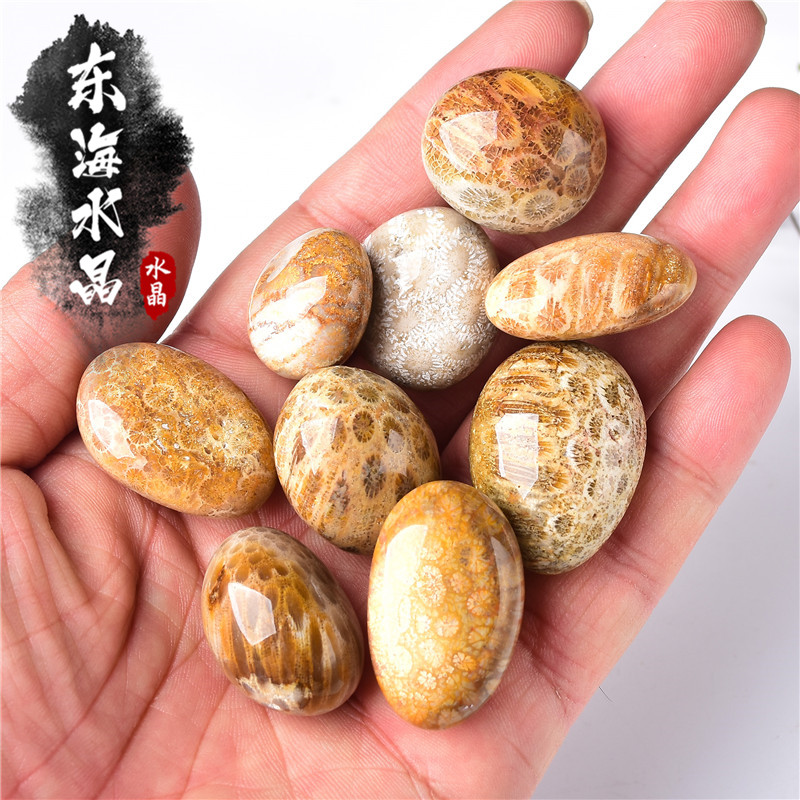 天然珊瑚玉化石菊花石原石摆件矿石标本石鱼缸花盆造景装饰石