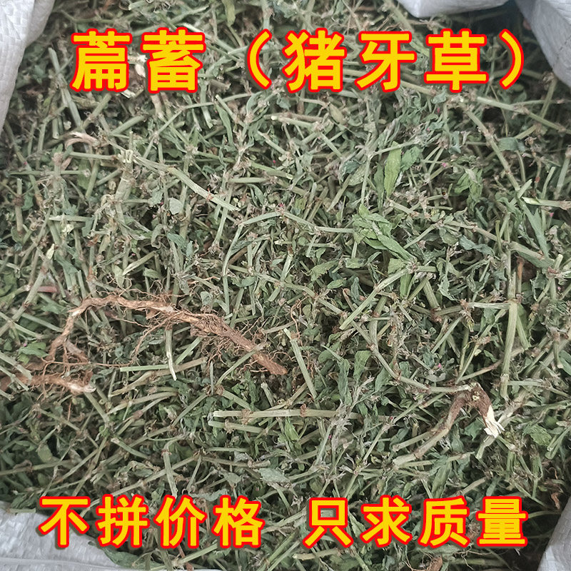 今年新货萹蓄草中药材便须草扁蓄地萹蓄草野生正品猪牙草竹毛草