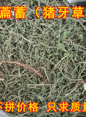 今年新货萹蓄草中药材便须草扁蓄地萹蓄草野生正品猪牙草竹毛草