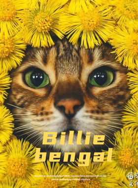 Billie bengal ins摄影师 豹猫 巧妙构思猫咪摄影学习参考素材