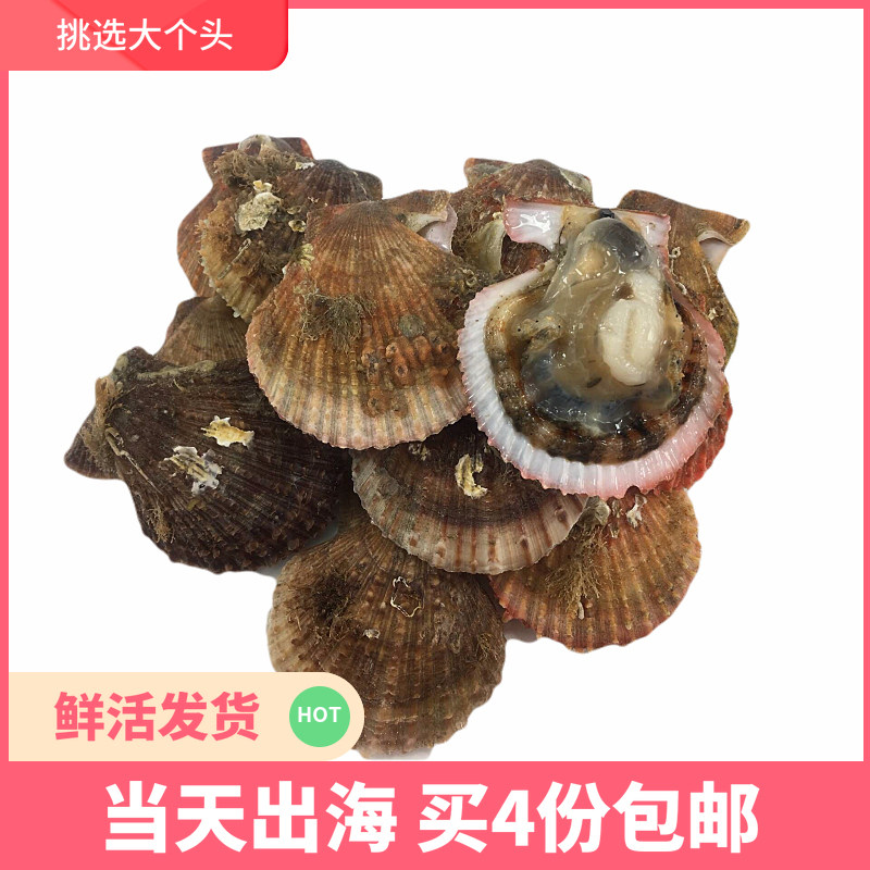 扇贝鲜活新鲜带壳红扇贝海鲜水产贝类青岛当天现捕500g|ruв категории водной мясо/свежие фрукты и овощи/еда, морепродукты/водные продукты/изделия, моллюски, устрицы - от Buy2taobao.com для оказания профессиональной услуги покупки агента Taobao