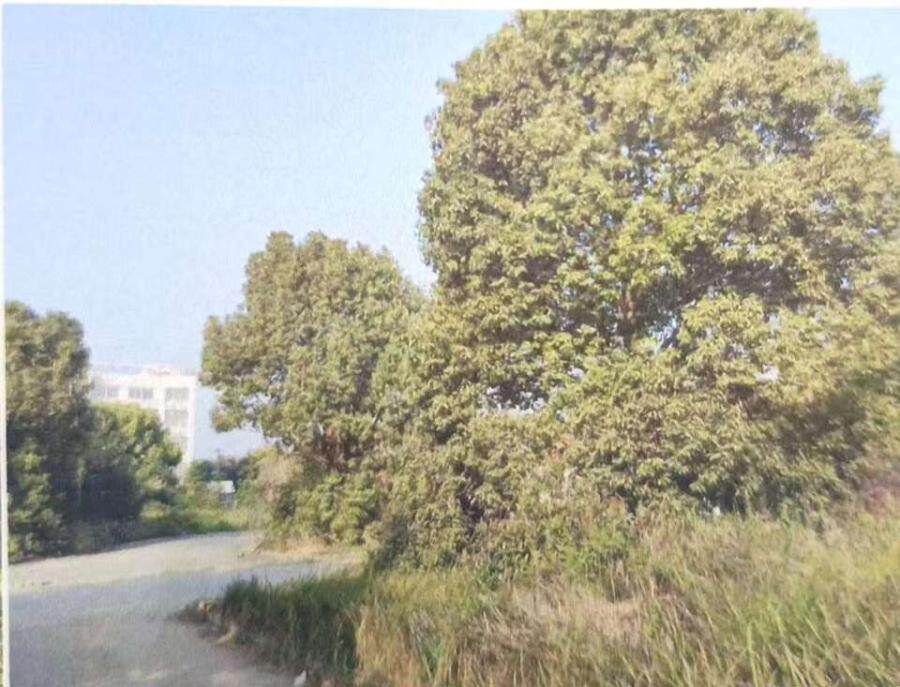 3月21日荆州市房地产及无证建（构）筑物、附属物及树木网络拍卖公告