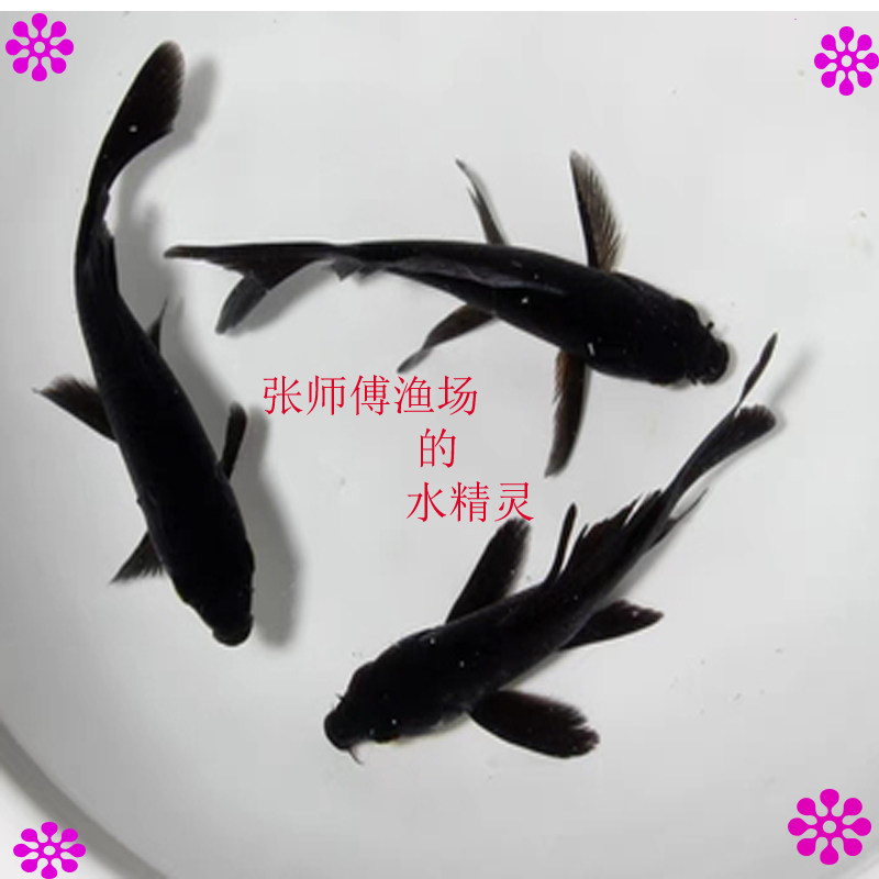 锦鲤活体黄金红鱼花鱼黑鱼金鱼皮鱼