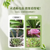 皎洁花卉杀虫水乳剂 用花卉植物杀虫剂多肉除虫剂花杀虫 家