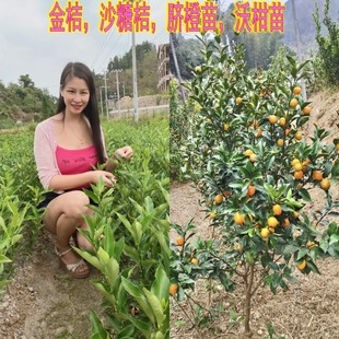 江西金桔树苗早熟蜜桔树苗脐橙金桔苗大苗当年结果沙糖桔