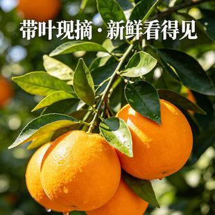 广西阳朔兴坪夏橙新鲜橙子现摘现发