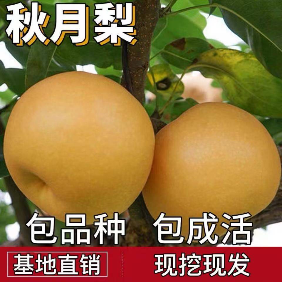 嫁接梨树苗果树苗翠冠梨秋月梨