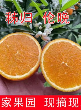 春橙伦晚现摘现发香甜可口甜橙子