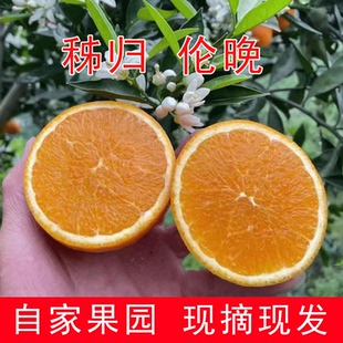 秭归伦晚春橙5/10斤装现摘现发孕妇新鲜水果包邮甜橙脐橙子