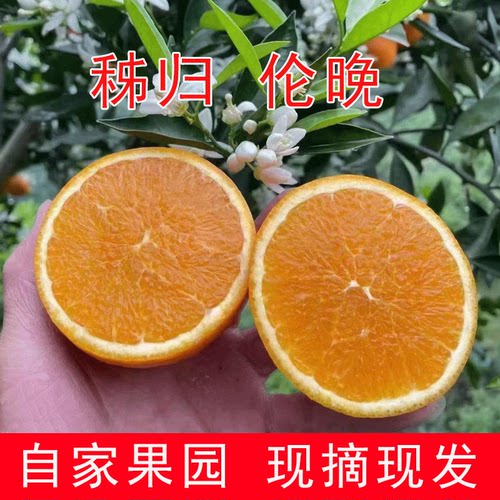 春橙伦晚现摘现发香甜可口甜橙子