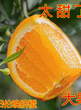 筐装伦晚榨汁大果春橙10/5斤新鲜水果包邮当季现摘孕妇整箱甜橙子