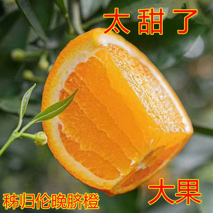 筐装伦晚榨汁大果春橙10/5斤新鲜水果包邮当季现摘孕妇整箱甜橙子