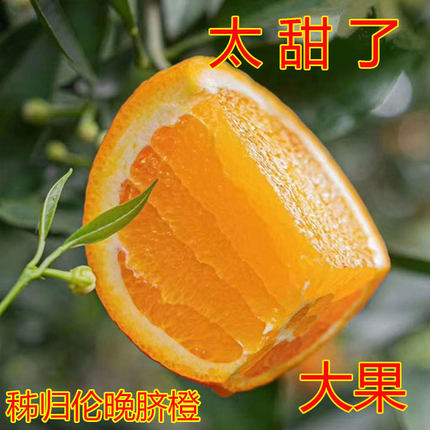 筐装伦晚榨汁大果春橙10/5斤新鲜水果包邮当季现摘孕妇整箱甜橙子